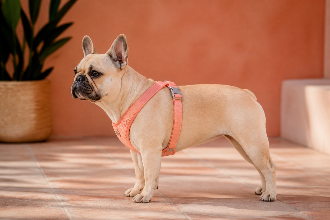French Bulldog standing in a well-fitted Y-front walking harness