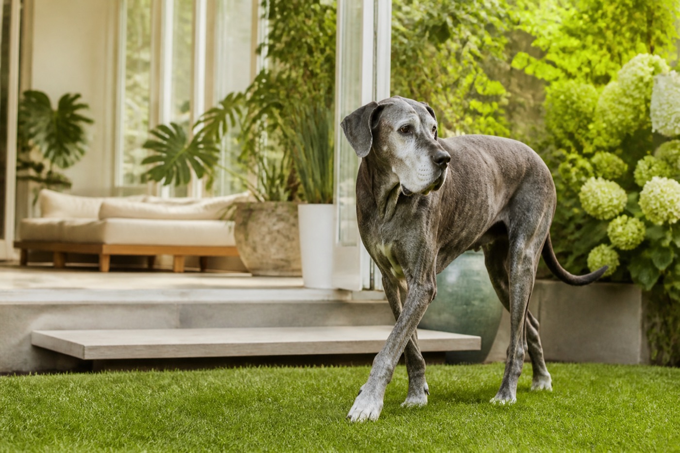 Mature Great Dane taking a controlled walk on level grass