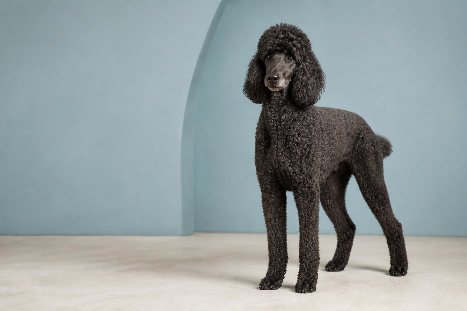 Standard Poodle standing calmly against a muted blue studio backdrop